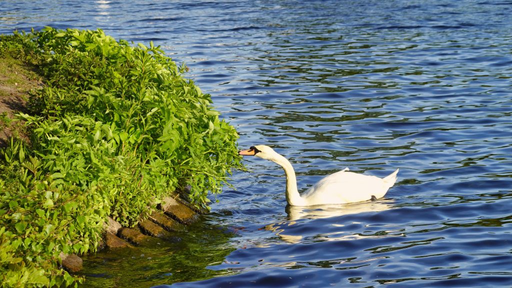 Schwan auf der Alster am grünen Ufer in Hamburg-Harvestehude