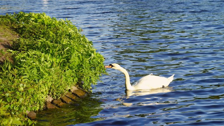 Schwan auf der Alster am grünen Ufer in Hamburg-Harvestehude